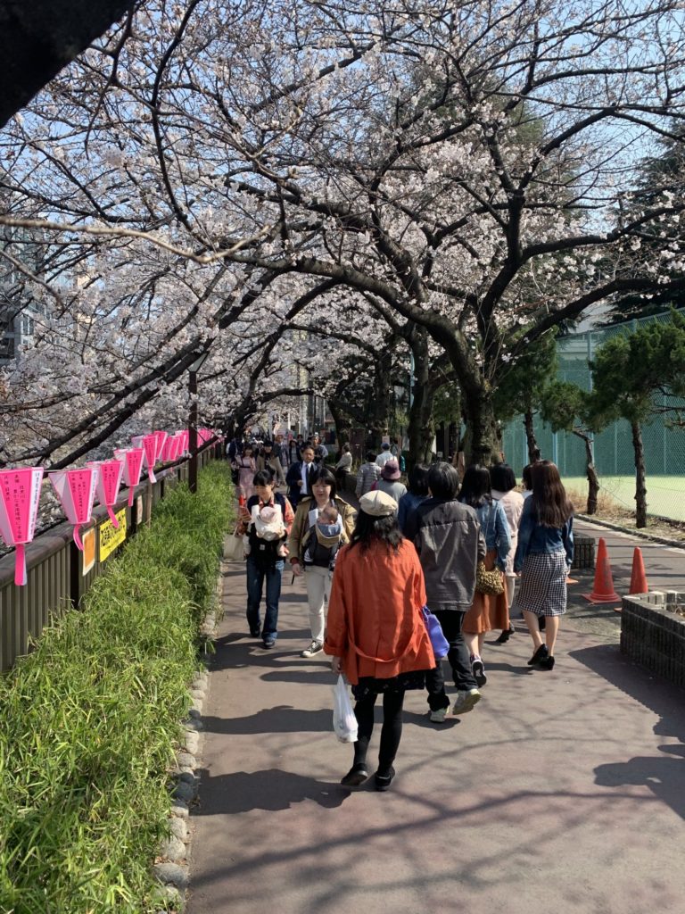 Walking along Megura River during Sakura Season