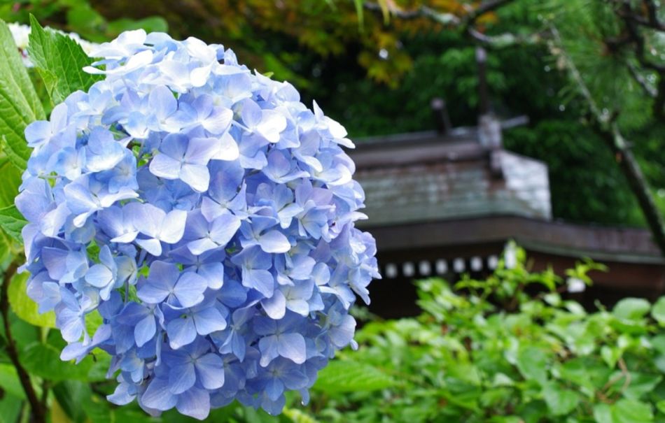 Hydrangeas