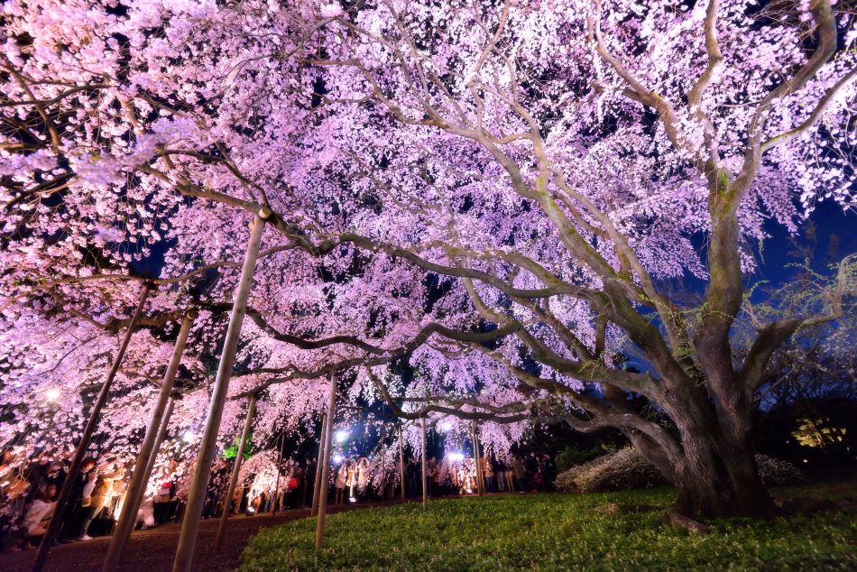 Rikugien Cherry Blossom Illumination